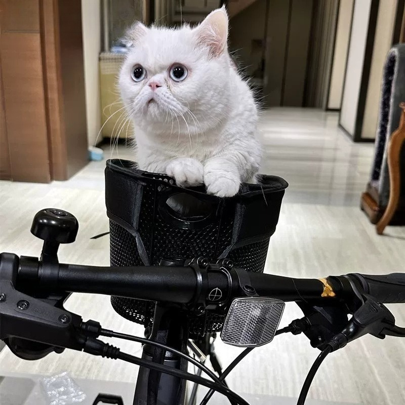 ตะกร้าจักรยานพับได้สำหรับสัตว์ - Mountain Biking With Dog บทวิจารณ์และราคา